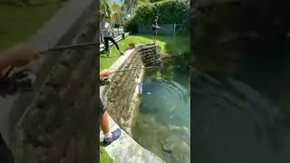 Crazy Peacock Bass Eats fish!