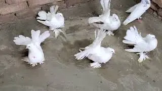 American Fantail Pair for Sale - WhatsApp 03007307978 [Multan Cantt]