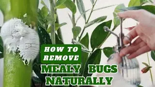 How to Remove Mealy Bugs from House Plants Using Neem Oil and Natural Alternatives