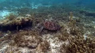 Turtle scrub @ Panagsama Moalboal