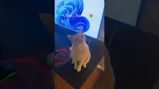 You&rsquo;d flirt with my cat. #fyp #cat #mycrazycatlife