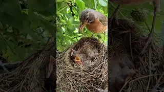 Robin feeds baby bird then eats its poop