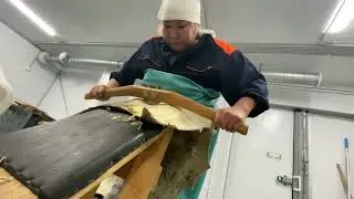 Завод по переработке шкур, жира и мяса морских млекопитающих в Лорино