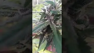 FARMHOUSE JAMAICA