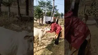 bachhda....#gomata #jayjagannathswami #goseva #jagannath #odisha