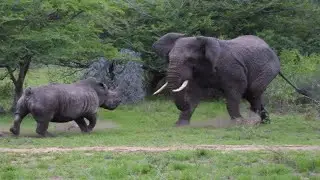 Schlachten Der Wildnis! Wenn Schwere Tiere Gegeneinander K&auml;mpfen!