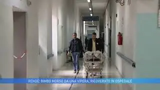 RENDE: BIMBO MORSO DA UNA VIPERA