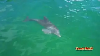 Health and Safety Protocols | Ocean World Puerto Plata, Dominican Republic