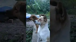 uy t&iacute;n đủ m&agrave;u lun #short #y&ecirc;ulu #cute #sleepdog #sweetdogs #pet #thucung #mydog #hahaha #happydog
