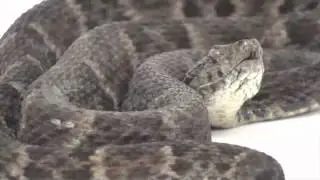Bothrops sp.