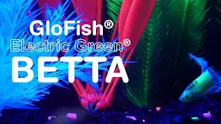Introducing GloFish&reg; Electric Green&reg; Betta