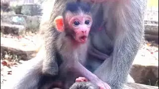 Supper Cute baby monkey Maci good health and worry take care by Mom Merry.