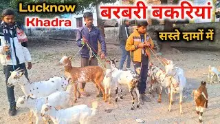 Top quality barbari bakri और kids सस्ते दामों में |Barbari Goats |Lucknow Goat farm