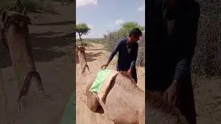 ماذا وُضِعَ على هذا الجَمَلِ في الفِيديو؟ اُنظُرْ.#viral #camel #animals #animaldesert8