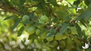 Comment planter un mirabellier -arbre fruitier- mirabelles- Truffaut