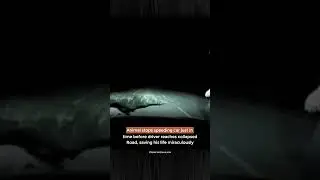 ANIMAL STOPS SPEEDING CAR JUST IN 