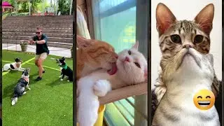 Cat Funny Videos 🐱 funny cats compilation 🙀 #FunnyCats Episode 7391