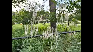 Mondays with Martha #216 - Culver's Root