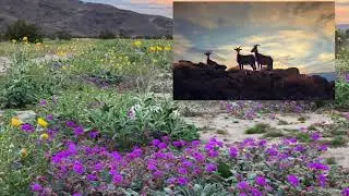 Jacumba, California, is a fragile Border ecosystem.