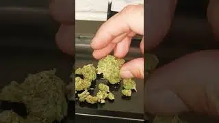Bubba Star Dog (Bubba Star Dawg) strain review #420 #weedreviews #bubbastardog @thegrowman