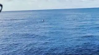 Sailfish and Marlin Fly Fishing in Quepos Costa Rica