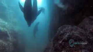NDT ScubaShow 2015 1080 new