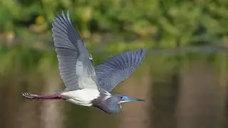 Storks and other birds in flight - Emerald Estates Park