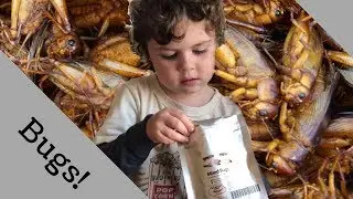 Bugs! | Beckett Bites