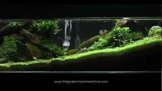 'Tributary' aquascape by James Findley