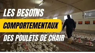 Les besoins comportementaux des poulets de chair