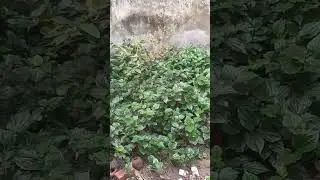 l&aacute; lốt lo&agrave;i c&acirc;y thuốc nam