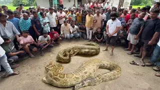जब किसान के खेत में मिला अजगर सांप और देखिए कौन से जीव को जिंदा निगल गया था।😱 Rock Python Rescue
