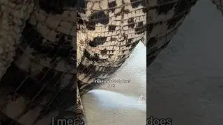 Caimans have cloacas !