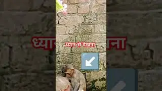 dabdaba #dabdaba #monkey #viral #youtubeshorts #trending #shortvideo #shorts #short