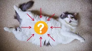It's weird why your cat rolls over when it sees you.