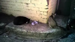 Stray Cat Alley - Ashfield, NSW