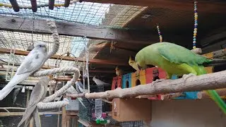 পাখির জগৎ is live!