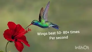 Details Of  World's  Smallest Bird #  Humming Bird 