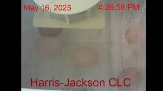 Harris-Jackson CLC ChickQuest 202