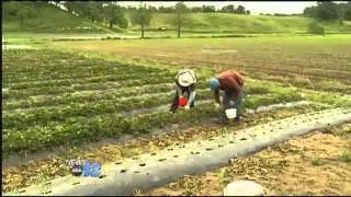 Crop Concerns