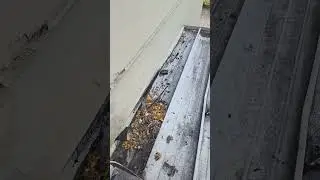 Foam vs. Raccoon: An Epic Showdown in Animal Defense!