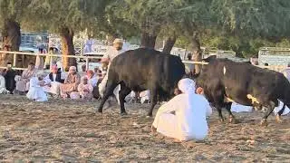 الخطاف و دهمان 