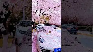 kittens cute Cats enjoying on car with flowers 🌺🌹 #shorts #explore @catstar
