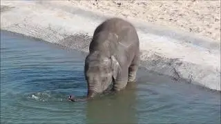 Ta Wan prend un bain (Pairi Daiza)