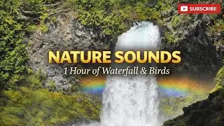 Nature Sounds &ndash; Flowing Water & Birds for Deep Relaxation (1 Hour)