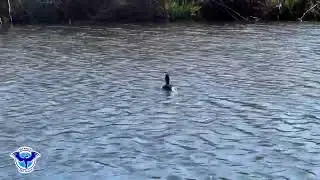Happy #FreedomFriday to this Ruddy Duck!