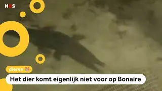 Voor het eerst een krokodil gespot voor de kust van Bonaire