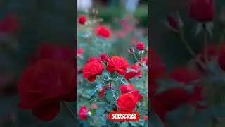 Rose #youtubeshorts #flower #love #song #trendingshorts #ai #blossom #love #nature