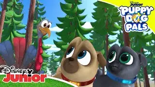 Turkey Trouble 🦃 | Puppy Dog Pals 🐶 | Disney Junior Arabia