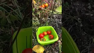 Tomato picking in September #shorts #harvestvegetables  #tomatoharvest